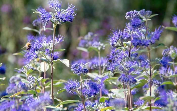 Caryopteris