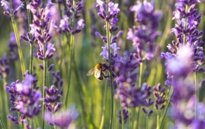 Lavandula