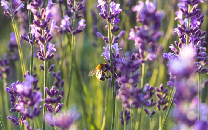 Lavandula