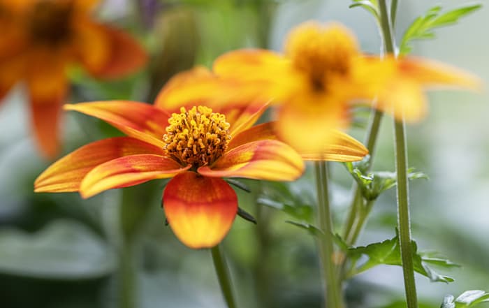 Bidens