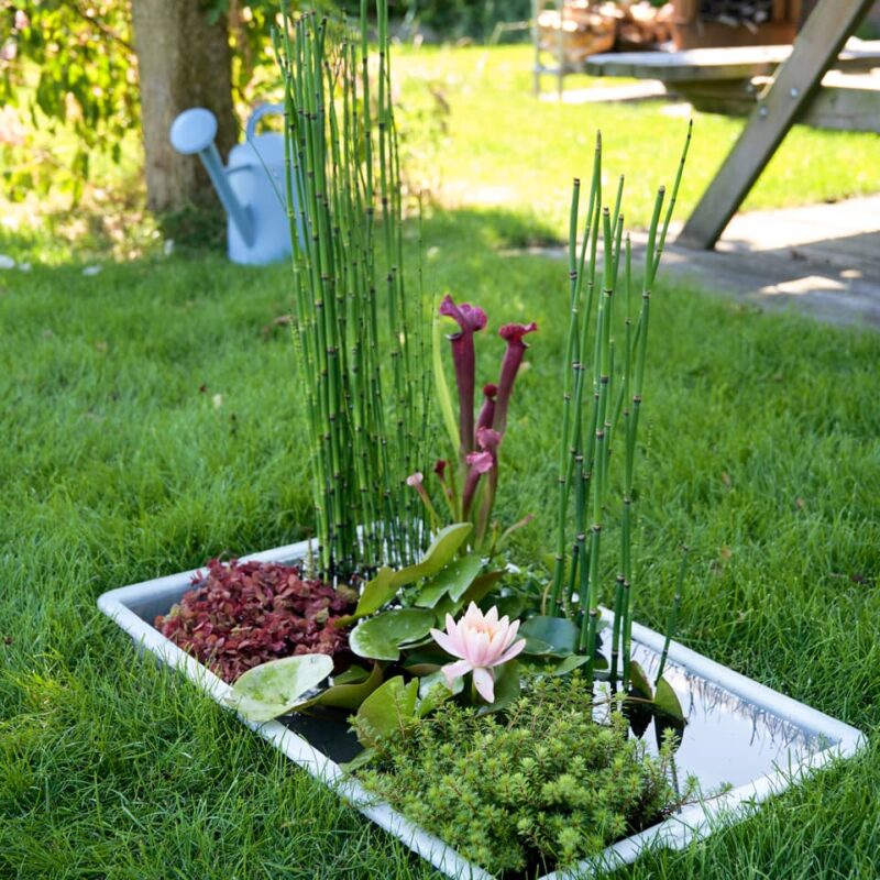 DIY Happy Summertime mit Miniteichen. Irßlinger GmbH & Co. KG