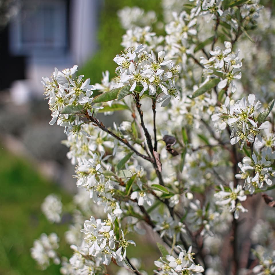 Amelanchier