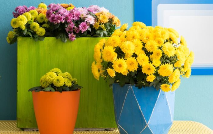 Chrysanthemum