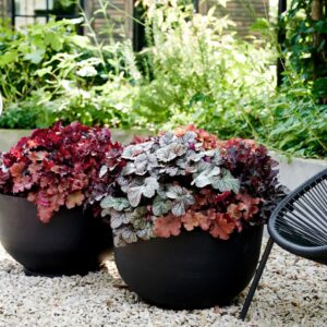 Heuchera