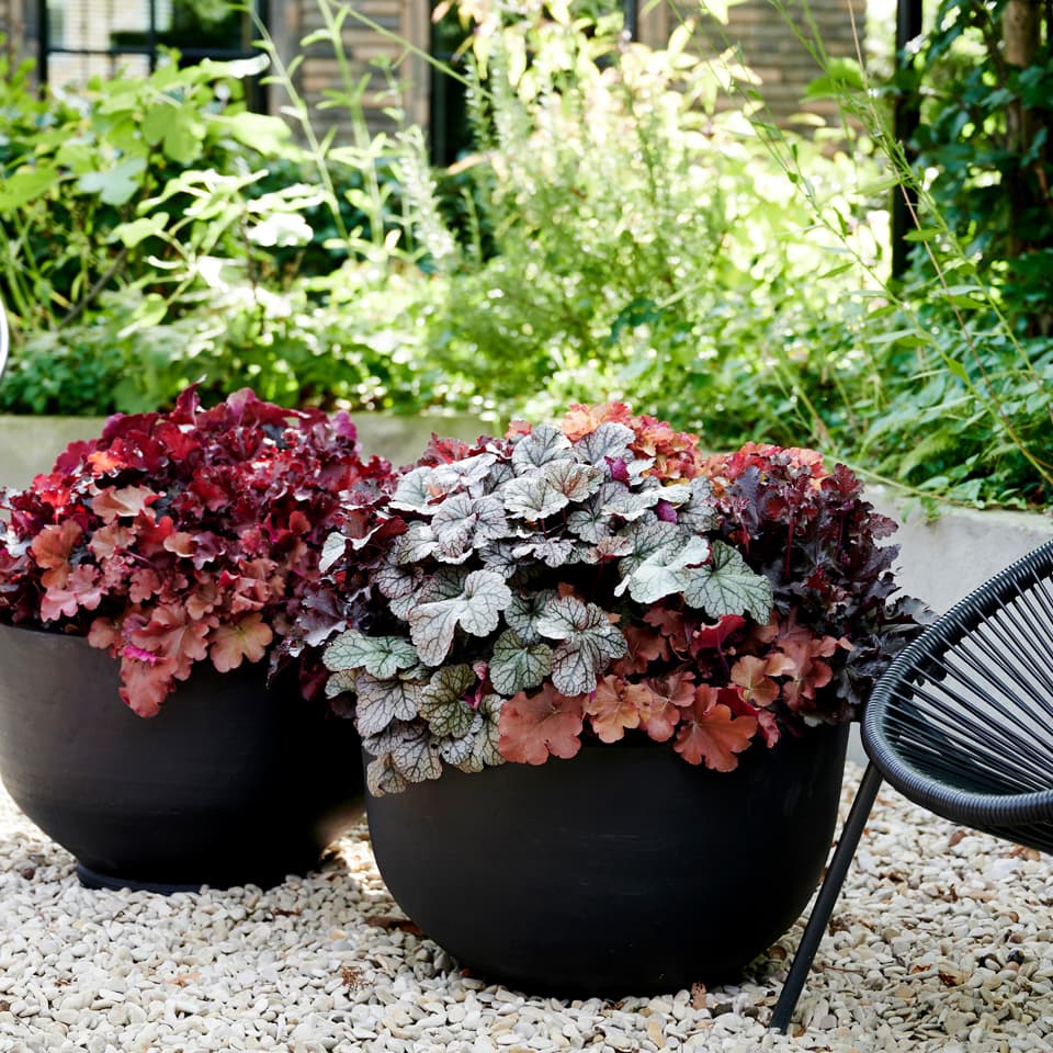 Heuchera