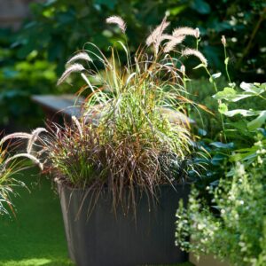 Pennisetum