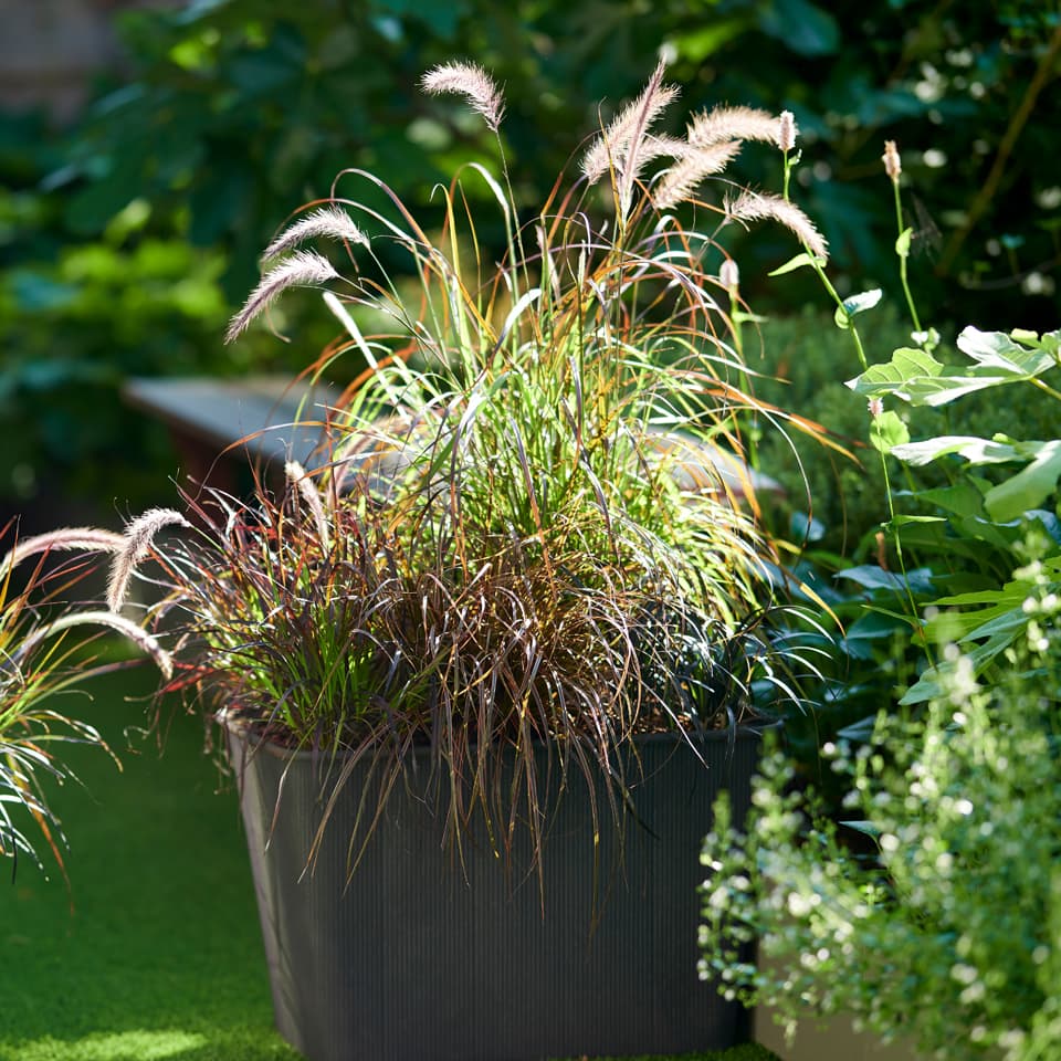 Pennisetum