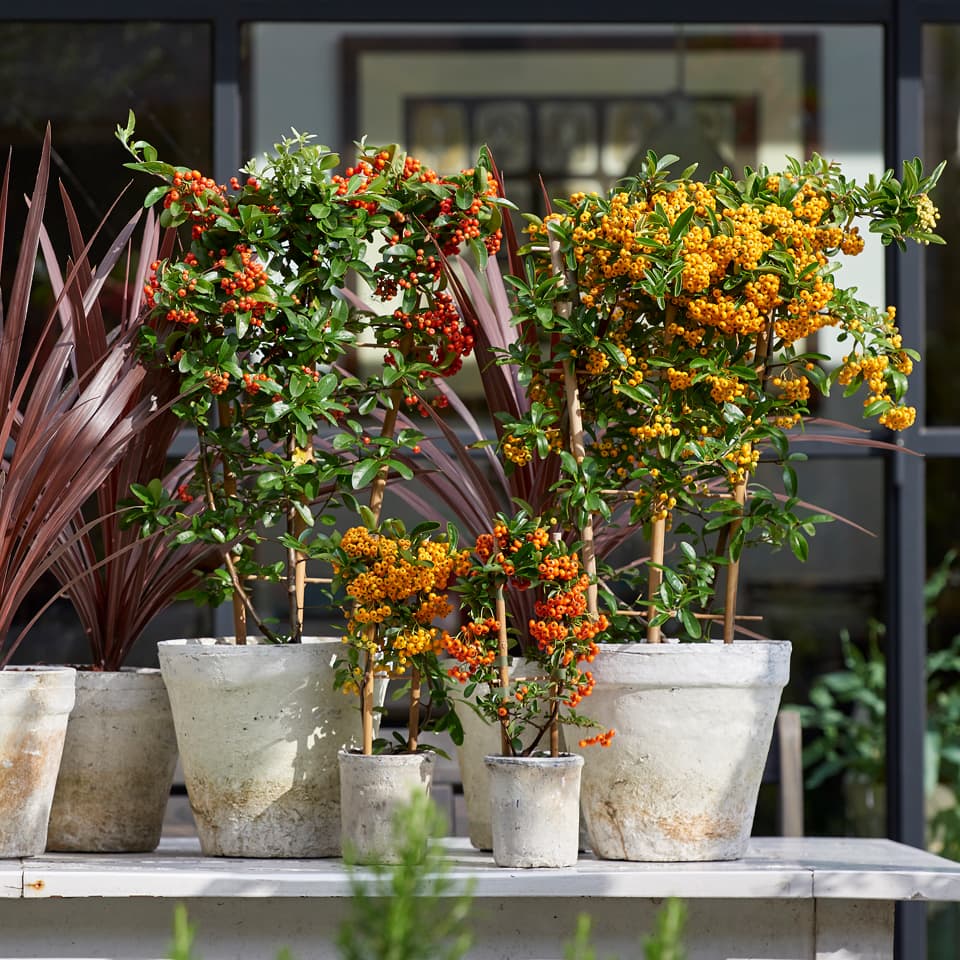 Pyracantha
