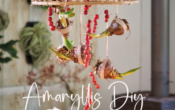 Amaryllis