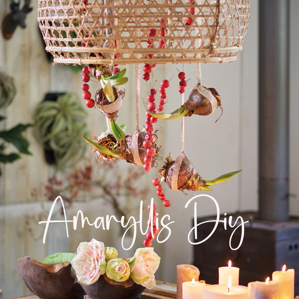 Amaryllis