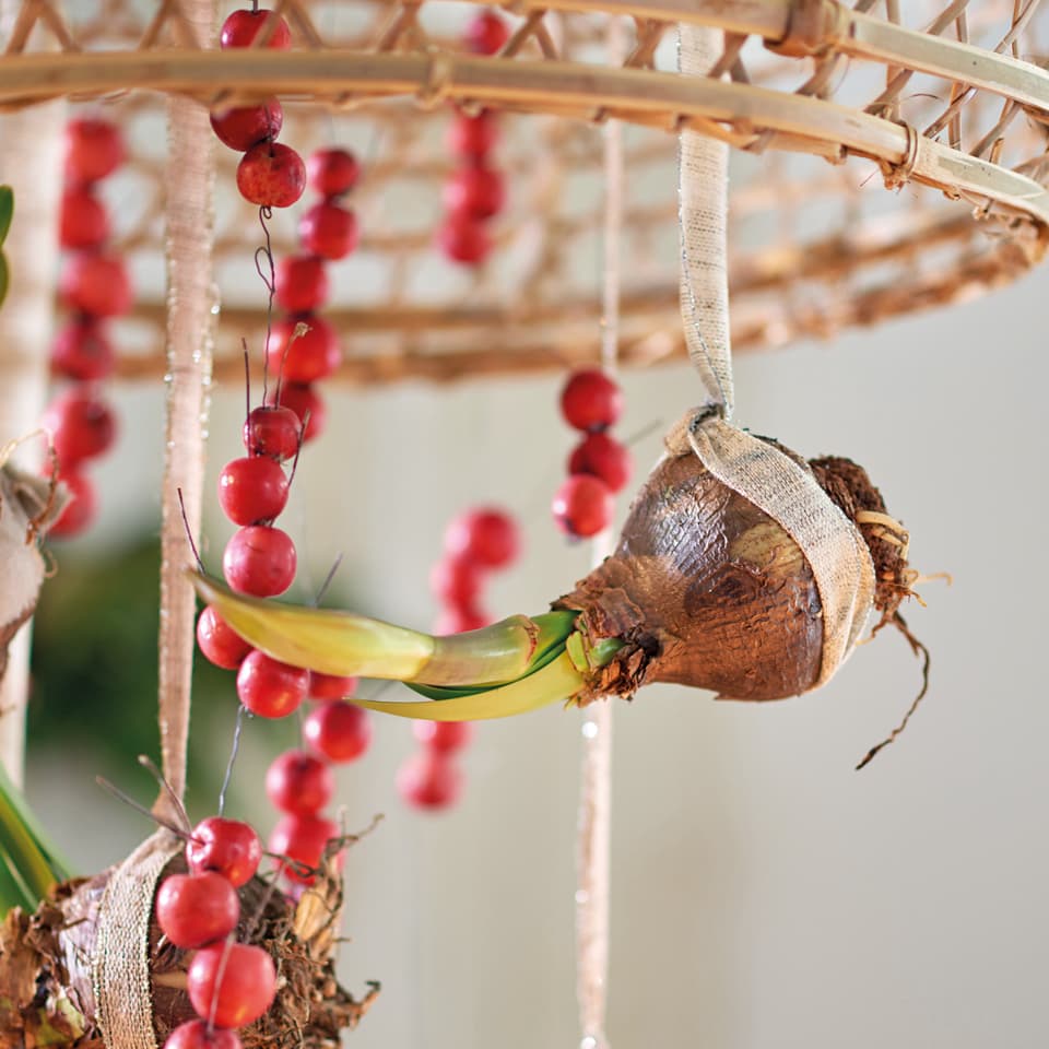 Amaryllis