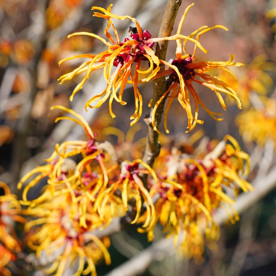 Hamamelis