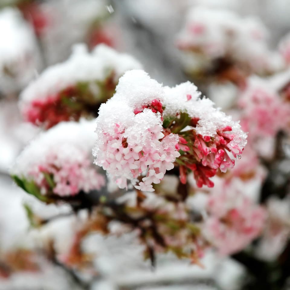 Viburnum Bodnantense