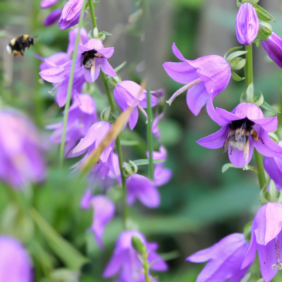 Campanula