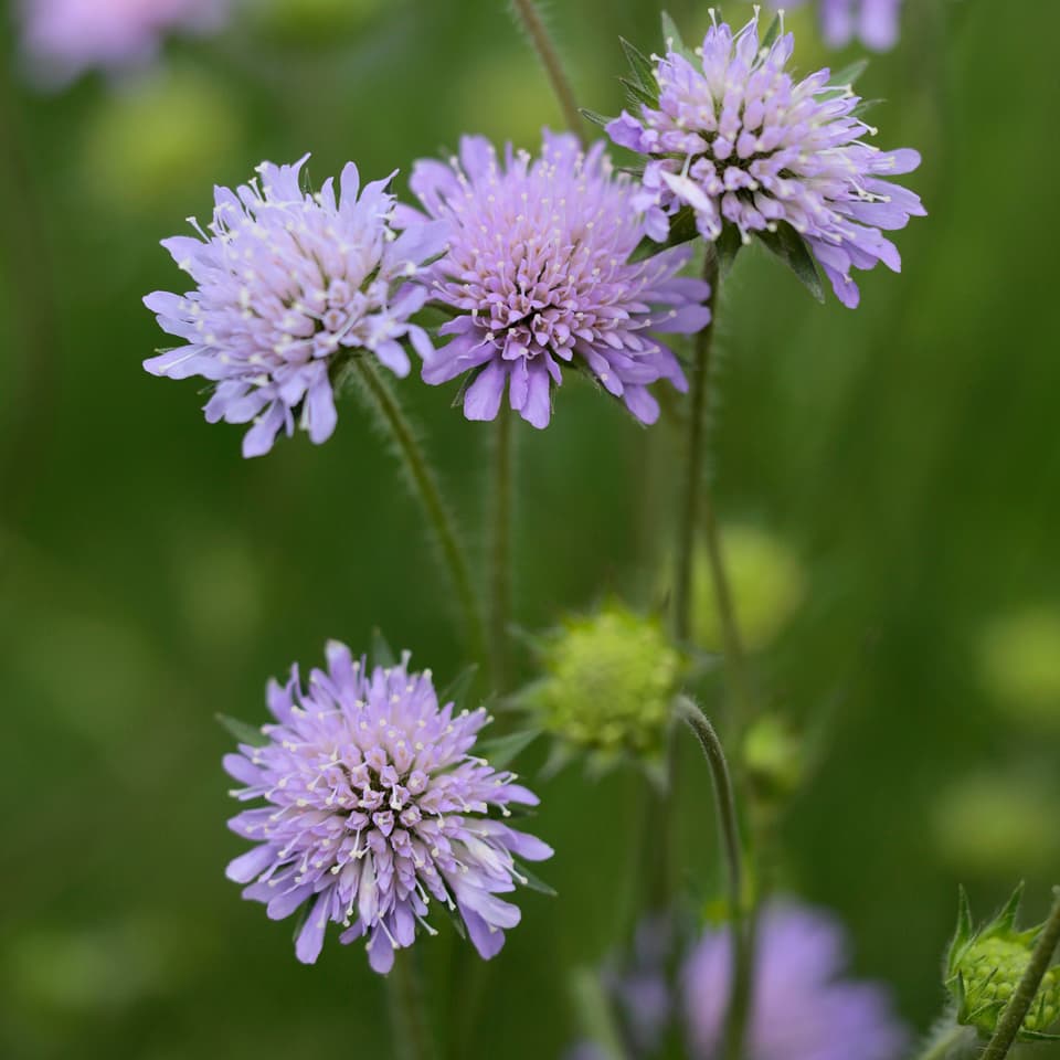 Knautia