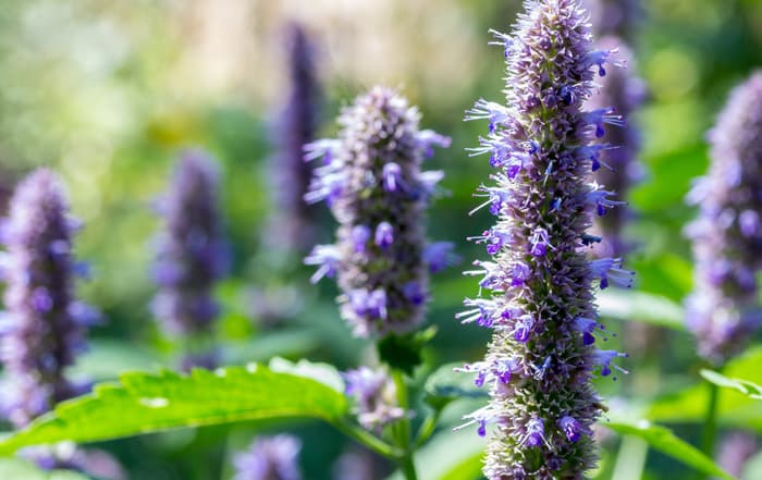 Agastache