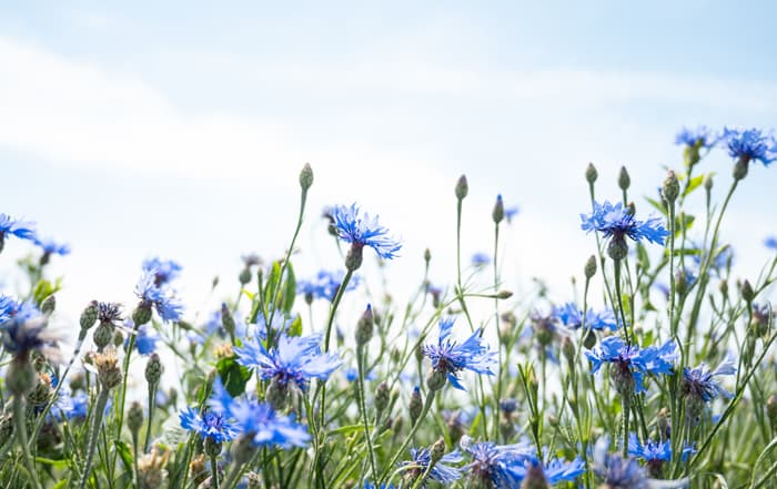 Centaurea