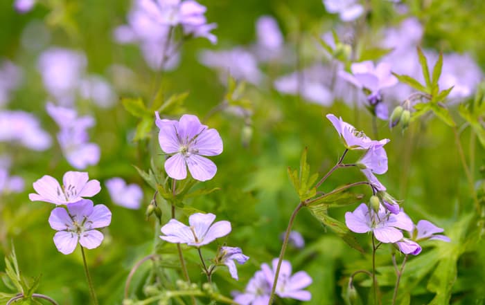 Geranium