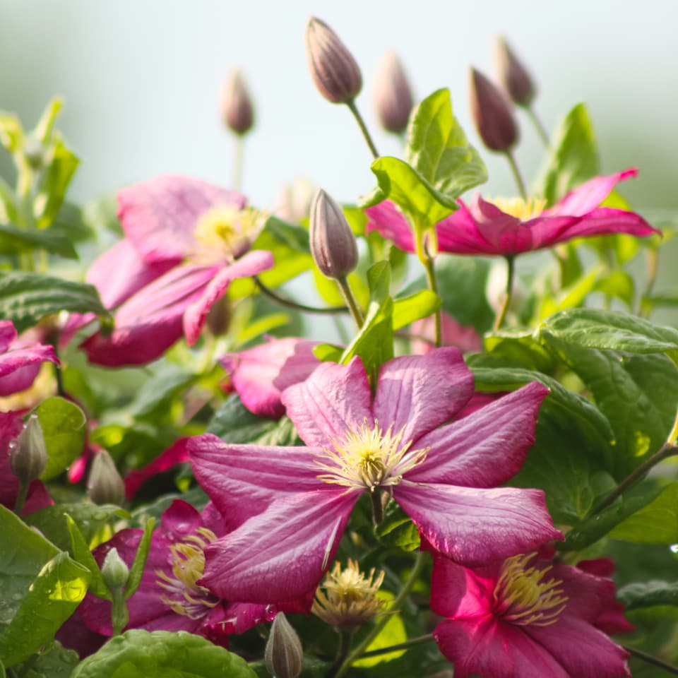 Clematis