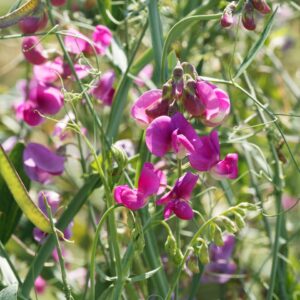 Lathyrus