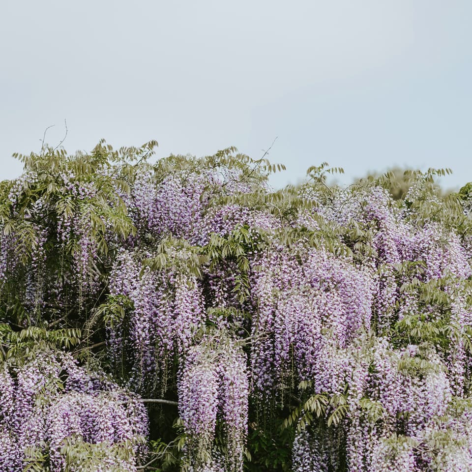 Wisteria