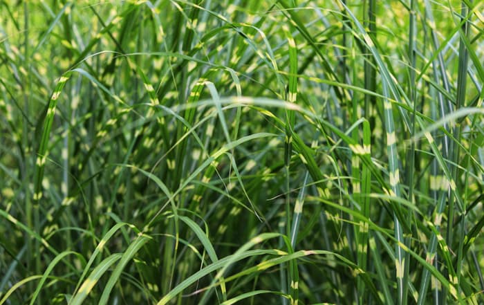 Miscanthus