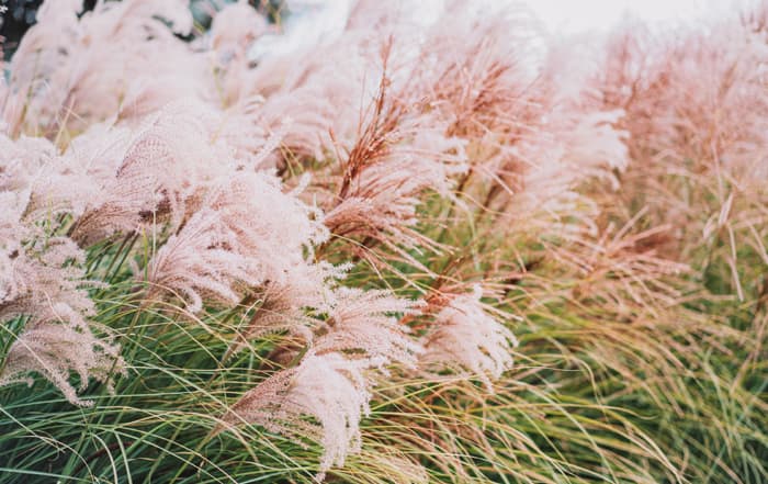 Miscanthus