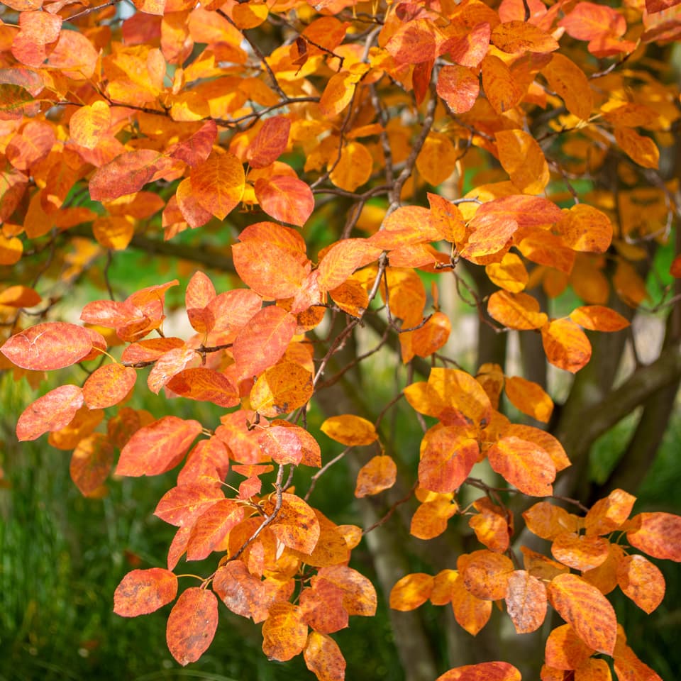 Amelanchier