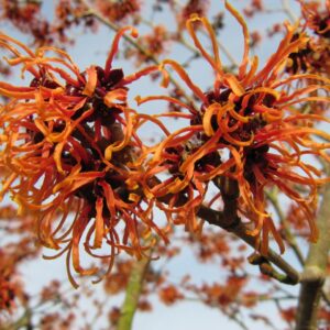 Hamamelis