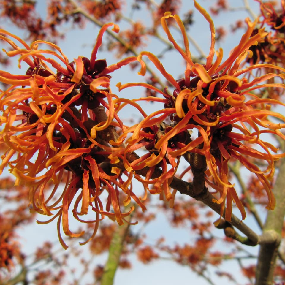 Hamamelis
