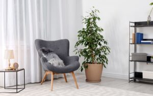Ficus_benjamina