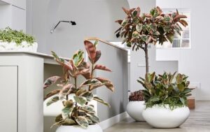 Ficus_elastica