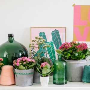 Kalanchoe