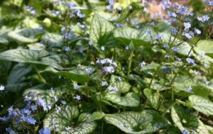 Brunnera