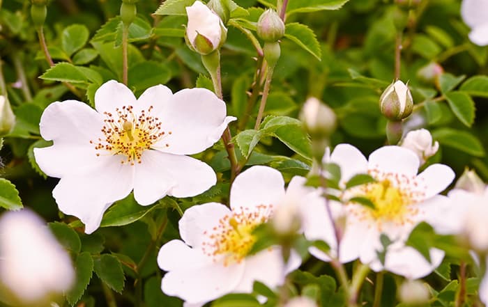 Rosa