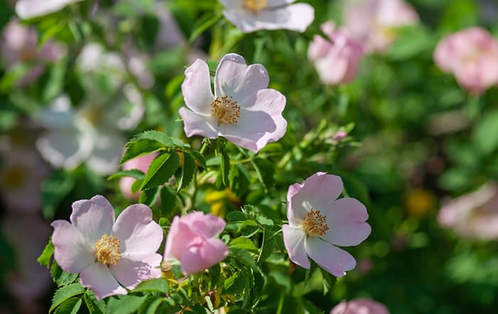 Rosa Rosa