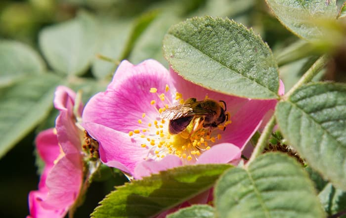 Rosa
