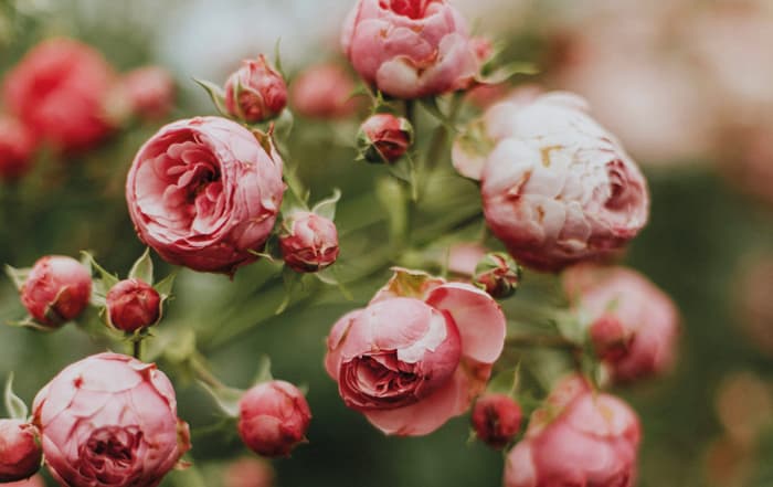 Rosa