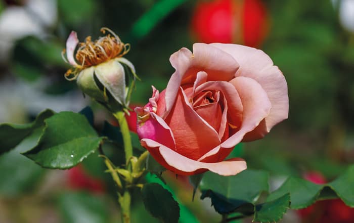Rosa