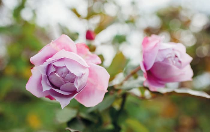 Rosa