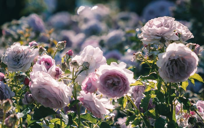 Rosa