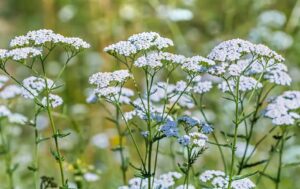 Achillea millefolium