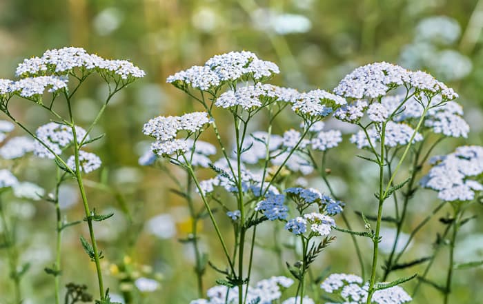 Achillea millefolium