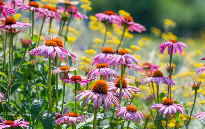 Echinacea purpurea