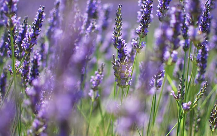 Lavandula angustifolia