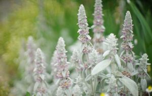 Stachys byzantina