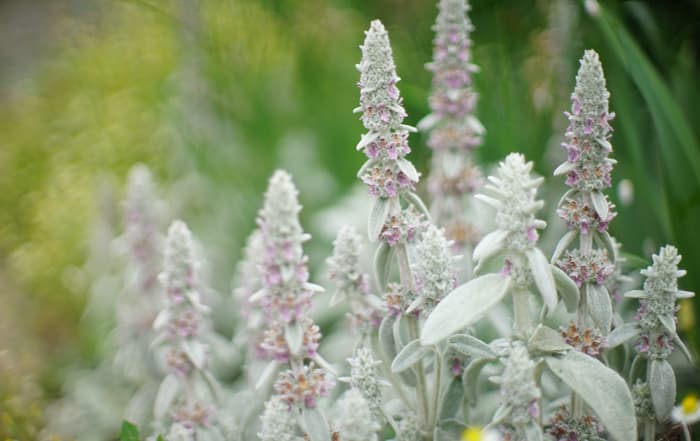Stachys byzantina