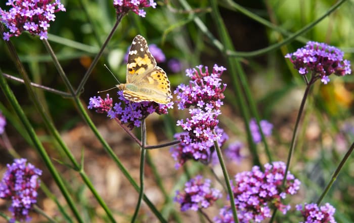 Verbena bonariensis AdobeStock_skymoon13 Verbena bonariensis