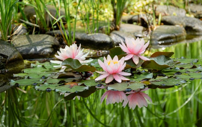 Nymphaea