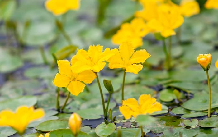 Nymphoides peltata